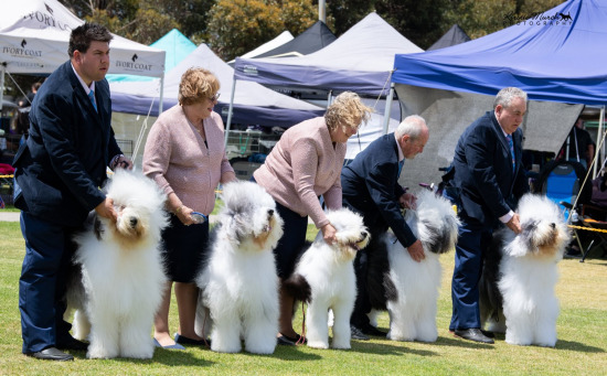 2023 VICTORIAN WOMENS DOG CLUB SHOW