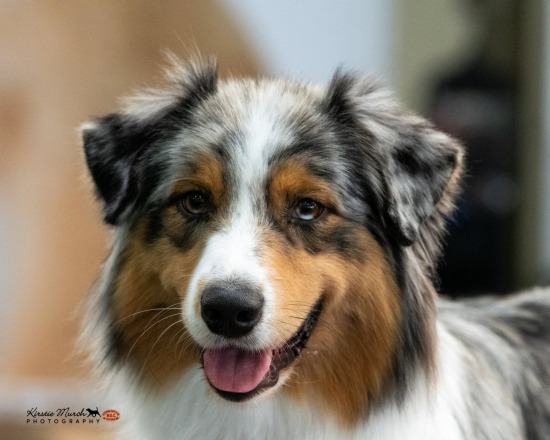 2023 WORKING DOG CLUB OF VICTORIA CHAMP SHOW