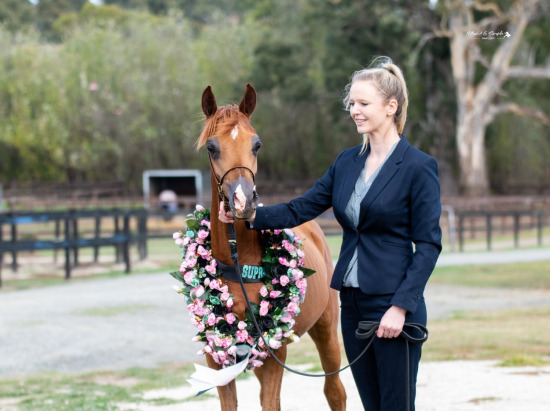 2023 SA ARAB FOAL & YOUNGSTOCK SHOW