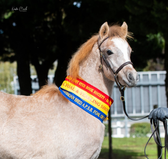 2023 APSB FOAL & YEARLING SHOW