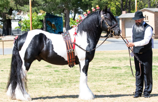 2023 APSB SA STUD SHOW & SHETLAND CHAMPIONSHIPS